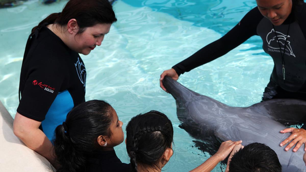 Dolphin Island Interaction Program